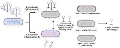 Exploring Burkholderia pseudomallei-specific bacteriophages: overcoming O-antigen specificity and adaptive mutation in phage tail fiber